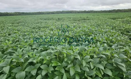 Fazenda à venda na Zona Rural, Zona Rural, Palmeirante