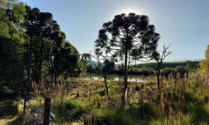 Chácara  à venda, 9 hectares - Carapiaí- Fazenda Souza Caxias do Sul/RS