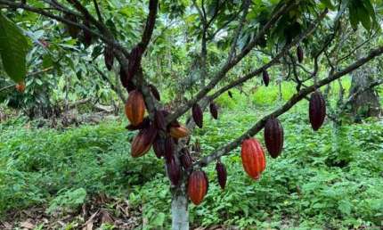 Fazenda à venda na Linhares, 1000, Aviso, Linhares, 550 m2 por R$ 30.000.000