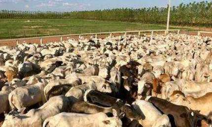 Fazenda à venda na Rural, 435, Centro, Ibotirama, 20000 m2
