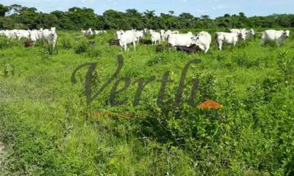 Fazenda à venda na Rural, 12323, Centro, São Romão, 5000 m2 por R$ 26.000.000