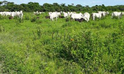 Fazenda à venda no Centro, São Romão , 5000 m2 por R$ 26.000.000
