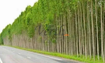 Fazenda à venda na Rural, 1232, Centro, São João do Paraíso, 1576 m2
