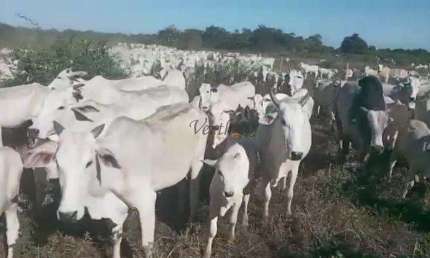 Fazenda à venda na Rural, Sn, Centro, Januária, 1384 m2 por R$ 20.000.000