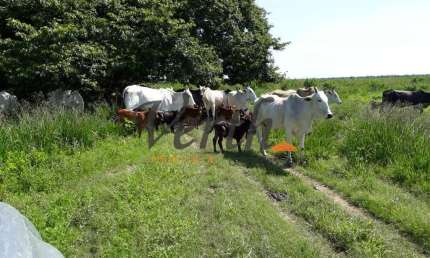 Fazenda à venda na rural, 3434, Centro, Riachão das Neves, 1467 m2 por R$ 16.000.000