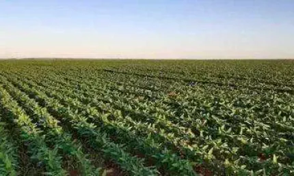 Fazenda à venda na rural, sn, centro, tapurah, 1450 m2 por r$ 188.500.000