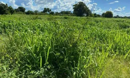 Fazenda à venda no Centro, Januária , 4538 m2 por R$ 54.000.000