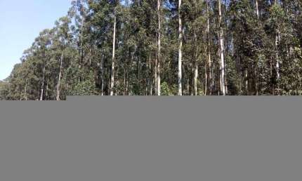 Fazenda à venda na Rural, 1000, Centro, Ribeirão do Pinhal, 1000 m2