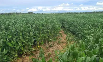 Fazenda à venda na Rural, 1000, Centro, Jangada, 500 m2 por R$ 85.000.000