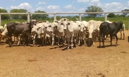 Fazenda à venda no centro, jaíba , 3150 m2 por r$ 20.000.000
