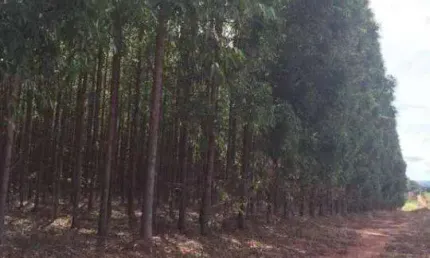 Fazenda à venda na Rural, 1000, Centro, Bonito de Minas, 6300 m2