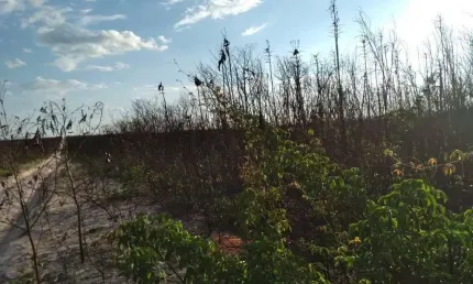 Fazenda à venda na Rural, 1000, Centro, Pilão Arcado, 210000 m2