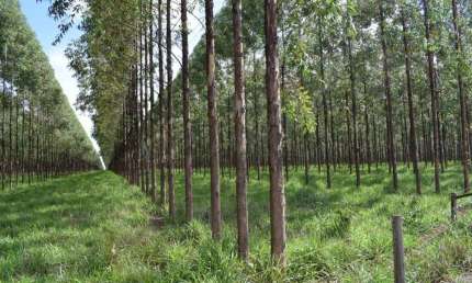 Fazenda à venda na Rua Coronel Levindo Augusto Pereira 60, 1000, Centro, Curvelo, 2700 m2 por R$ 94.500.000