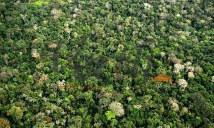 Fazenda à venda na Rua Marechal Floriano Peixoto 116, 01, Centro, Borba, 109000 m2 por R$ 54.500.000
