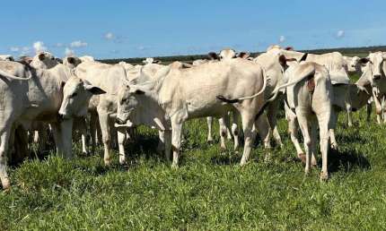 Fazenda à venda na Avenida das Hortênsias, 1000, Centro, Sapezal, 635 m2 por R$ 16.500.000
