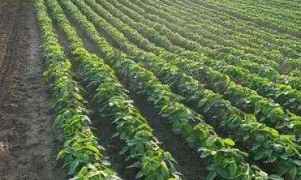 Fazenda à venda na Travessa Moju, 33, 1000, Centro, Tailândia, 2210 m2 por R$ 31.000.000