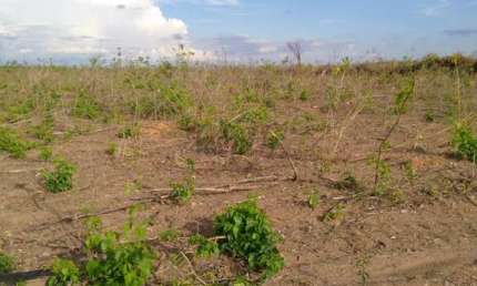 Fazenda à venda na rural, 3434, Centro, Riachão das Neves, 2782 m2 por R$ 65.000.000