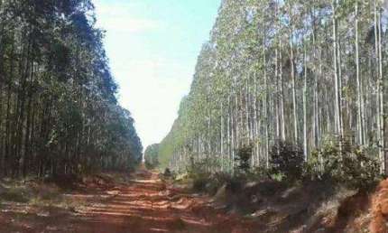 Fazenda à venda no Centro, Santa Fé de Minas , 14600 m2
