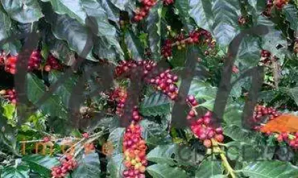 Fazenda à venda na rua doutor avelino de queiróz, 488, 1000, centro, capitólio, 1400 m2