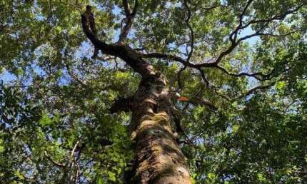 Fazenda à venda na Brasil, Sn, Compensa, Manaus, 27000 m2 por R$ 16.500.000
