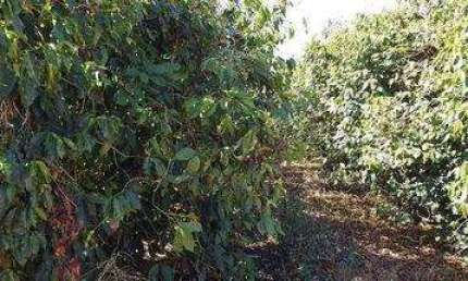 Fazenda à venda na da Pedra, 200, Itapuã, Unaí, 680 m2