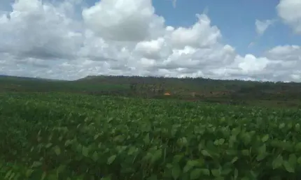 Fazenda à venda na Maestro João Luiz do Espírito Santo, Sn, Jardim Califórnia, Formosa, 1100 m2 por R$ 25.000.000