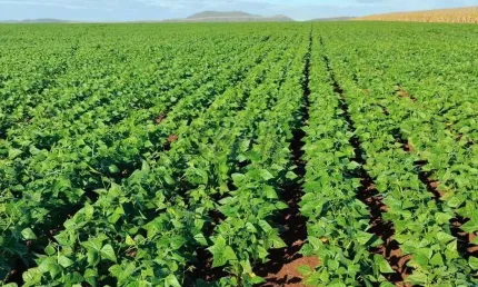 Fazenda à venda na Unaí, 2000, Mamoeiro, Unaí, 510 m2 por R$ 60.000.000