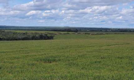 Fazenda 1.507 ha à venda Pedro Afonso-TO: Alta Produtividade