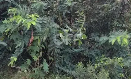 Terreno à venda na Rua Antônio Alves Bueno de Oliveira, Jardim São Vicente, Campinas por R$ 280.000