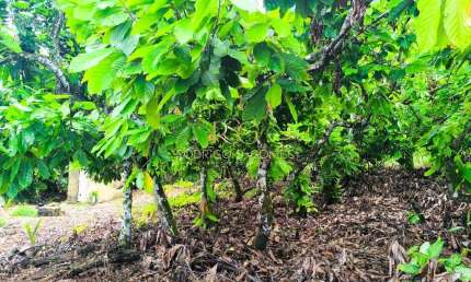 Terreno à venda no Colônia, Una 