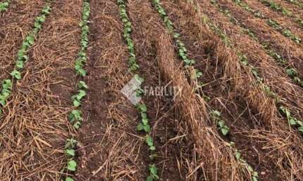 Fazenda à venda na Rural, 200, Área Rural de Itapetininga, Itapetininga, 992200 m2 por R$ 6.560.000