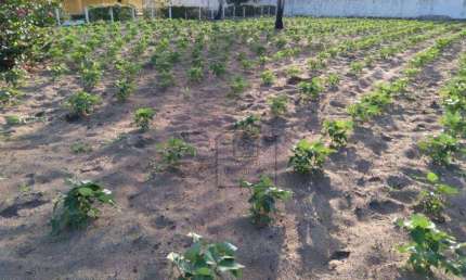 Terreno à venda, 2716 m² - Bairro Novo - São José de Mipibu/RN -