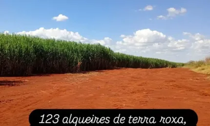 Fazenda de cana,  terra roxa região de Ribeirão Preto SP