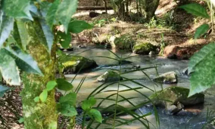 Chácara / sítio à venda na Rodovia BR 116, Frankenthal, Morro Reuter