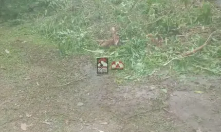 Terreno à venda na Rua Cipriano José Barata De Almeida, Terreno, S/N, Massaguaçu, Caraguatatuba