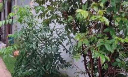Casa de Condomínio à Venda em Parqville Pinheiros, 3 Suítes