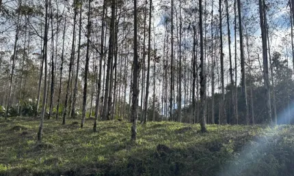 Chácara / sítio à venda em Alto Cedros, Rio dos Cedros 