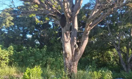 Terreno à venda na Rua Goitacazes, 160, Laranjeiras Velha, Serra