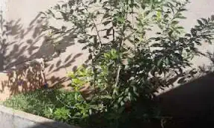 Casa com 2 quartos à venda no Loteamento Isabel do Nascimento, Uberaba 