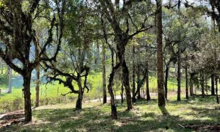 Terreno à venda no Lageado, Campo Alegre 