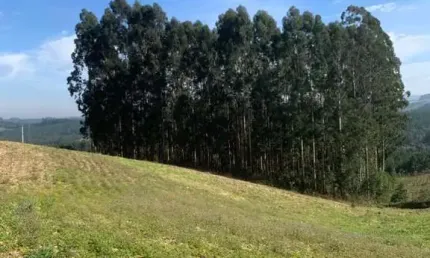Terreno para Venda em Campo Alegre, Bateias de Cima