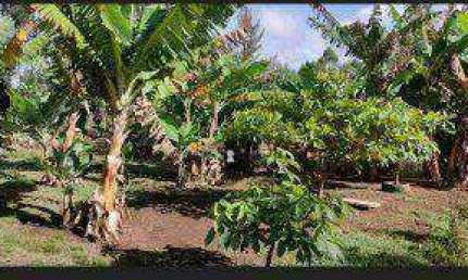 Chácara com 4 dormitórios à venda, 3000 m² por R$ 550.000 - Sagrado  Coração  de Jesus - Juiz de Fora/MG