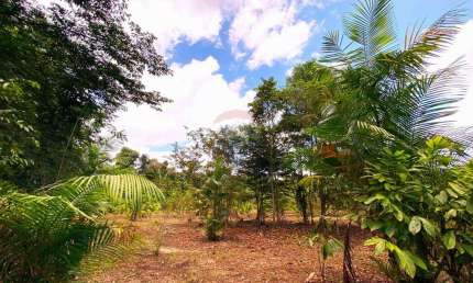 Fazenda de plantação de cacau à venda na zona rural de Barcarena