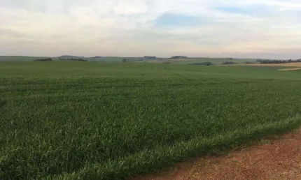Sítio à venda em Marilândia do Sul, Centro, com 200 m²