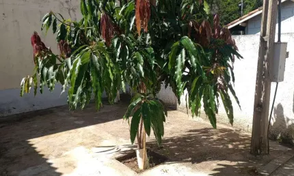 Casa com 1 quarto à venda na Rodovia Castelo Branco Km 69, 28, Dona Catarina, Mairinque
