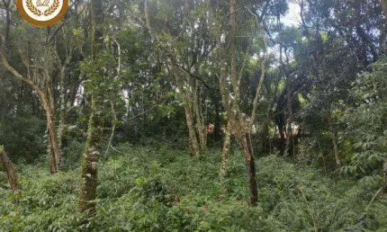 Casa à venda no Campininha (Canguera), São Roque 