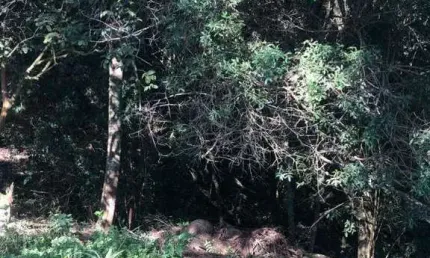 Casa à venda na Estrada da Serrinha, Vila Santo Antônio, São Roque