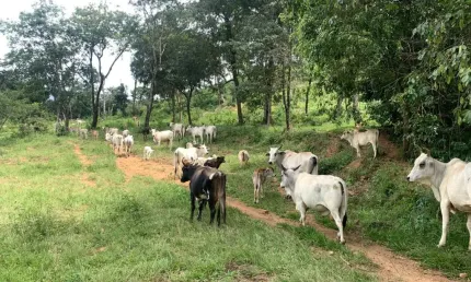 Fazenda com 1 sala à venda na Rodovia DF-205, Setor Habitacional Fercal (Sobradinho), Brasília