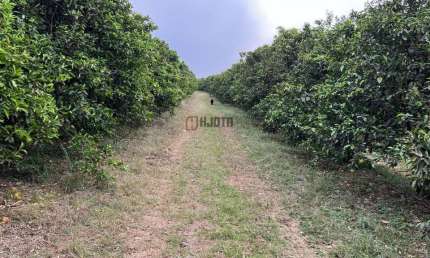 Sítio com 4,67 hectares à venda - Zona Rural de Bady Bassitt