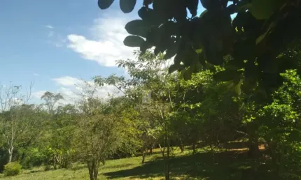 Chácara / sítio com 1 quarto à venda na Praça Maria Celeste de Souza, 1, Limoeiro, Londrina